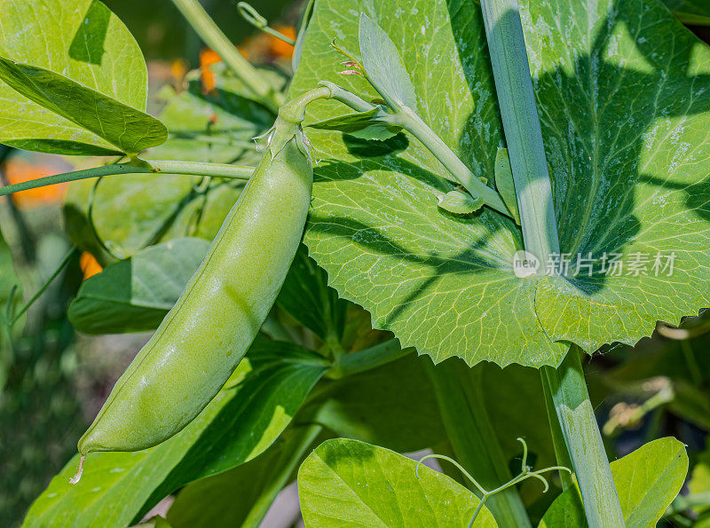 豌豆是一种豆类、蔬菜或饲料作物，但这个词通常指的是这种开花植物的种子，有时也指豆荚，以前是“豌豆”，有人提议将该物种重新命名为Lathyrus oleraceus。圣罗莎，索诺玛县，